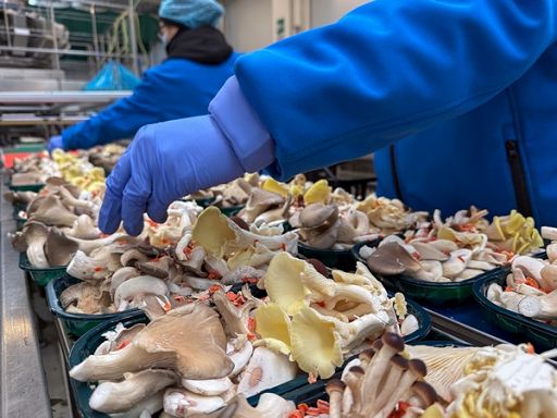 Consorzio funghi di Treviso in 2025 superati 50 mln fatturato