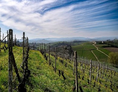 Vino, Vinchio Vaglio chiude 2025 senza giacenze e con risultati positivi