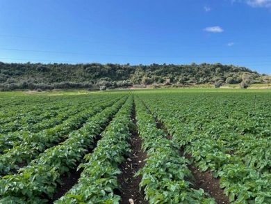 Al via campagna pataticola 2026-27 del Sistema Bologna