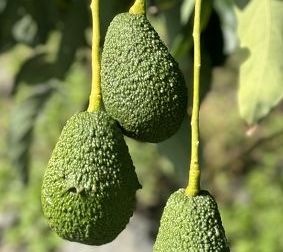 Apofruit Italia a Fruit Logistica con l’ortofrutta made in Italy