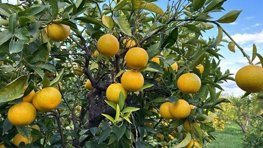 Fruitimprese Sicilia: perso 50% raccolto agrumi per danni ciclone
