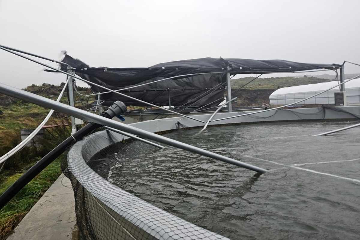 VIDEO | Il maltempo mette in ginocchio le aziende del Catanese, la testimonianza di Agroittica Siciliana: “Danni gravosi”