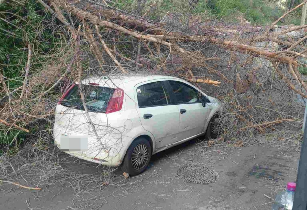 Tragedia sfiorata a Palermo, tre alberi cadono su auto: quattro ragazzi in ospedale