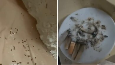 VIDEO | Bar da incubo a Catania: blatte, insetti e cibo putrefatto