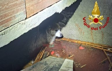 Cagnolino intrappolato a Vaccarizzo: straordinario salvataggio dei Vigili del Fuoco