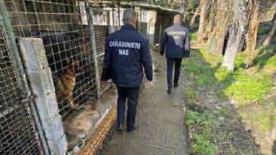 Sporcizia e incuria, pastori tedeschi mantenuti in condizioni da incubo: sequestrato canile nel Catanese