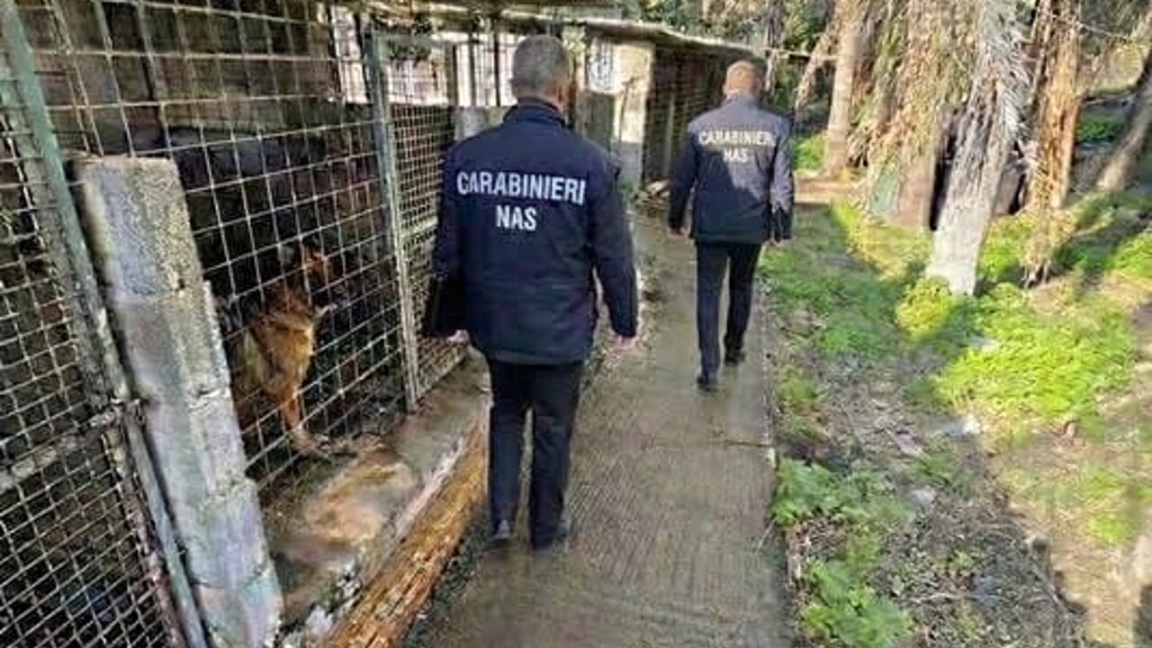 Sporcizia e incuria, pastori tedeschi mantenuti in condizioni da incubo: sequestrato canile nel Catanese