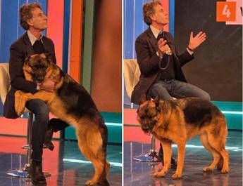 Pitbull attacca padrone e viene ucciso, il veterinario: “Cane non educato diventa problema”