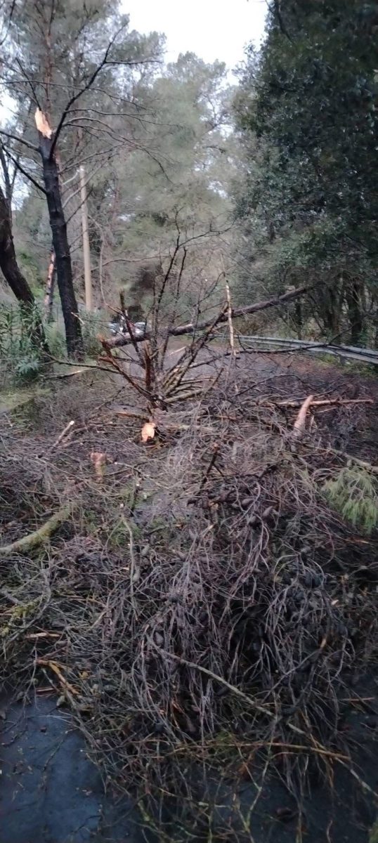 FOTO | Pioggia e vento a Palermo, crollo di alberi e tombini scoppiati: disagi per i cittadini