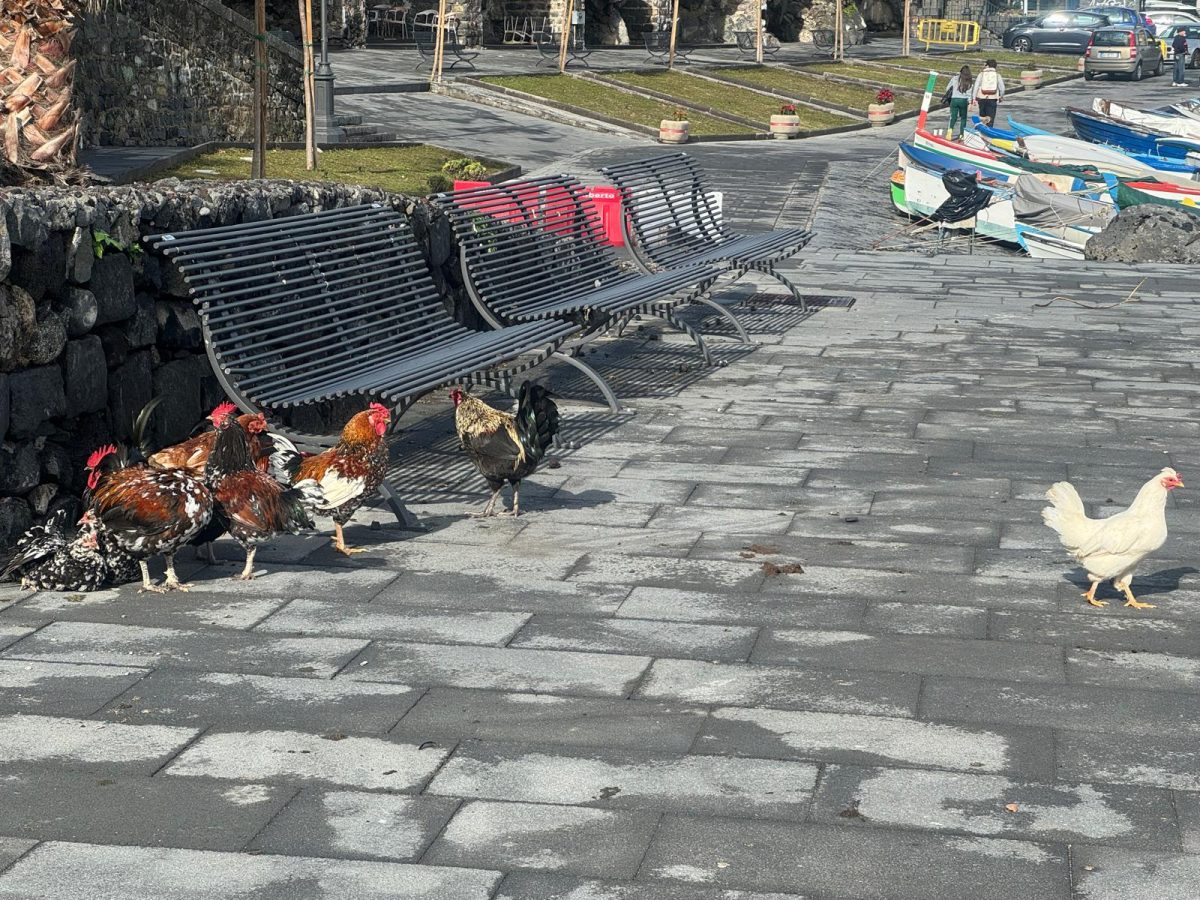 FOTO E VIDEO | Galli e galline liberi ad Aci Castello: una presenza insolita tra barche e passanti