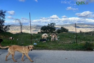 VIDEO | Spaventati e spaesati come gli umani, l’appello per i randagi e gli animali di Niscemi