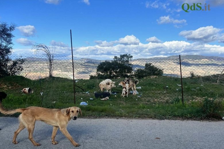 VIDEO | Spaventati e spaesati come gli umani, l’appello per i randagi e gli animali di Niscemi