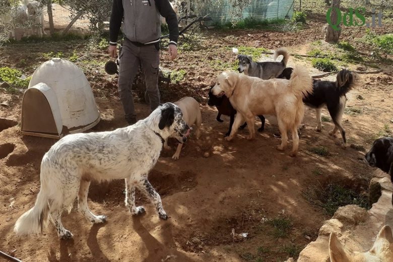 Animali domestici e randagi, “vittime silenziose” della frana di Niscemi