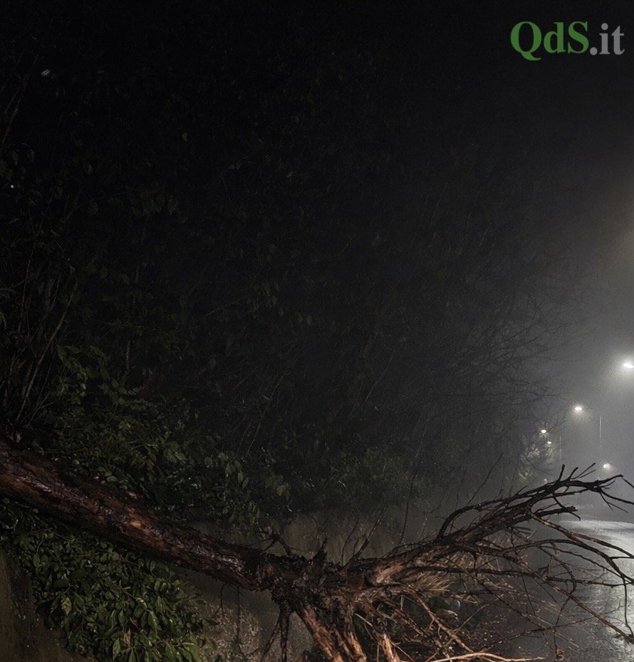FOTO e VIDEO | Alberi caduti e pali divelti, Caltanissetta messa in ginocchio dal forte vento