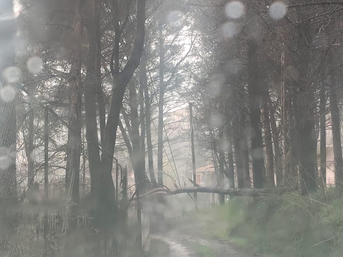 FOTO | Pioggia e vento a Palermo, crollo di alberi e tombini scoppiati: disagi per i cittadini