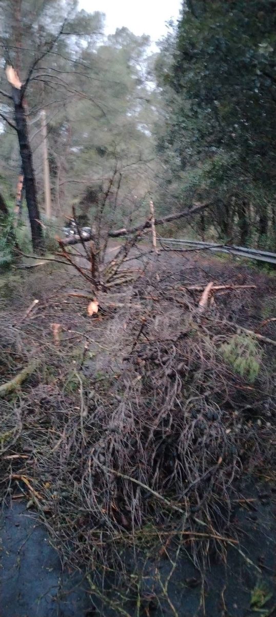 FOTO | Pioggia e vento a Palermo, crollo di alberi e tombini scoppiati: disagi per i cittadini