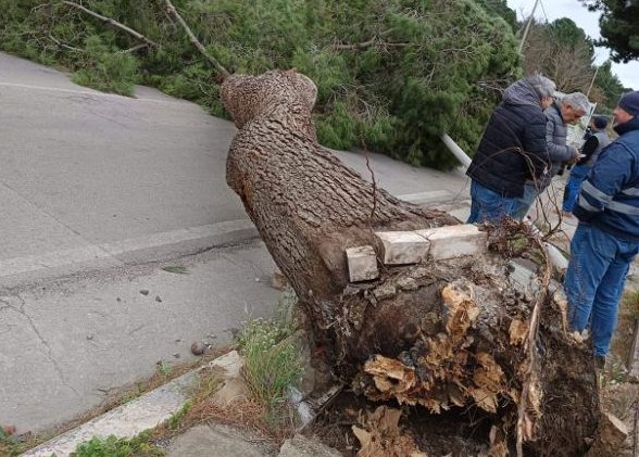 Maltempo, grosso pino crolla e travolge palo della luce schiantandosi sulla strada: tragedia sfiorata a Partinico
