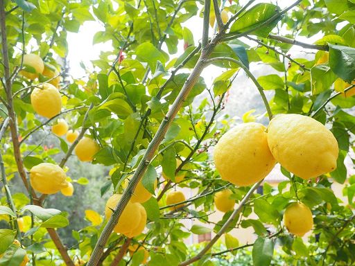 A Fruit Logistica risultati progetto LemOn, su limone Siracusa Igp