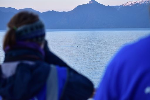 Msc crociere collabora Orca durante la stagione inaugurale in Alaska