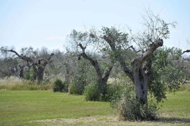 L’allarme dei produttori di olio di oliva italiani sul Financial Times