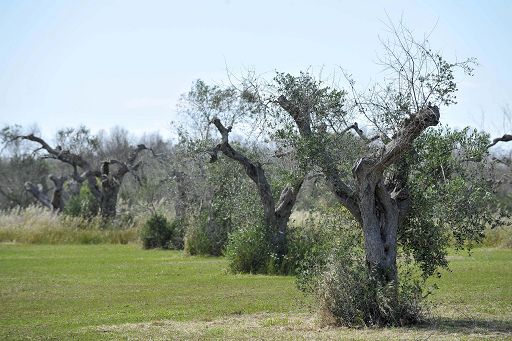 L’allarme dei produttori di olio di oliva italiani sul Financial Times