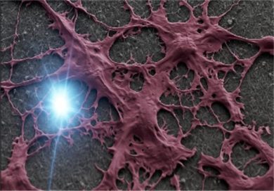 Cnr: Nanofili trasparenti e imaging 3D per osservare le cellule cerebrali