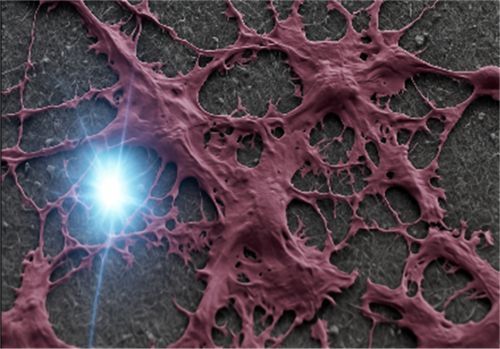 Cnr: Nanofili trasparenti e imaging 3D per osservare le cellule cerebrali