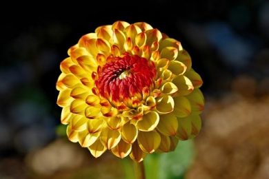 Coldiretti: a San Valentino 56% di chi fa un dono regala un fiore