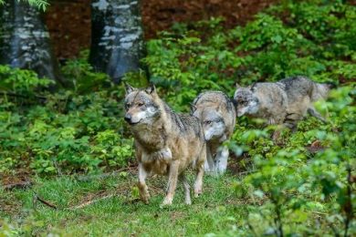 Chiusa la Pineta Monumentale di Fregene: avvistati 6 lupi