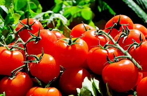 Pomodoro, Squeri (Steriltom): bene interrogazione su export Egitto Pomodoro, Squeri (Steriltom): bene interrogazione su export Egitto