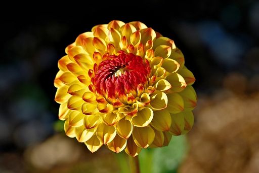 Coldiretti: fiori eduli, produzione italiana vale 7 mln di euro