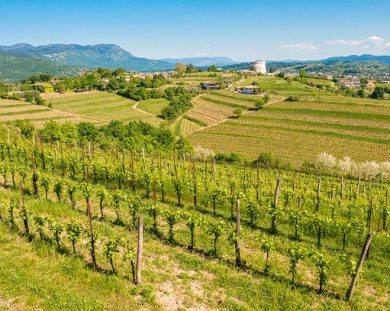 ”Collio Evolution” 2026 mette al centro il Pinot Grigio identitario