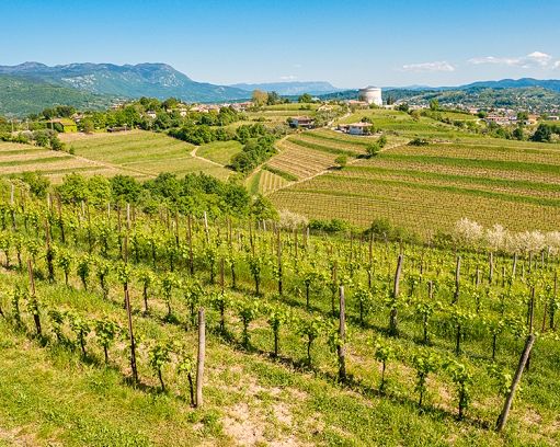 ”Collio Evolution” 2026 mette al centro il Pinot Grigio identitario