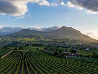 Il 25 febbraio a Benevento “Sannio Top Wines 2026” con vini premiati