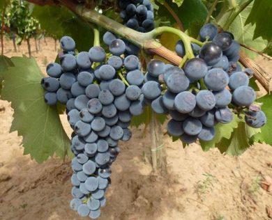 Il Ciliegiolo in Maremma, un percorso di crescita e consapevolezza