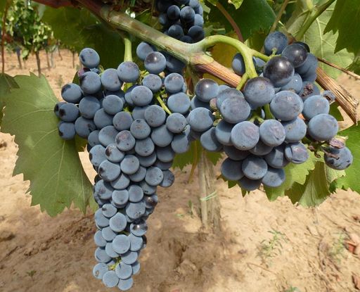 Il Ciliegiolo in Maremma, un percorso di crescita e consapevolezza