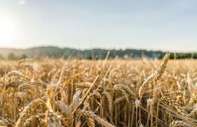 Divulga: da Russia 16% export mondiale di grano ma Kiev resiste grazie a Ue