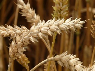 Divulga: in Cina il 45% delle scorte mondiali di grano