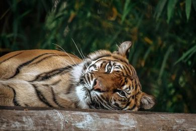 Indonesia, Evaneos strategy in 5 punti per limitare overtourism