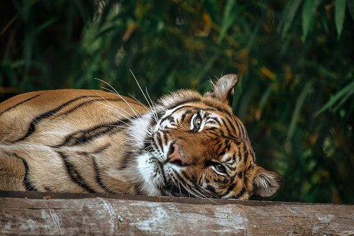 Indonesia, Evaneos strategy in 5 punti per limitare overtourism