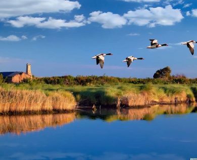 Romeo – Favero (Pd): Cariparo sostenga protagonismo economico e turistico Polesine