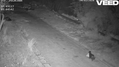 VIDEO | Assurdo a Catania, cane addestrato abbandona rifiuti in una micro discarica