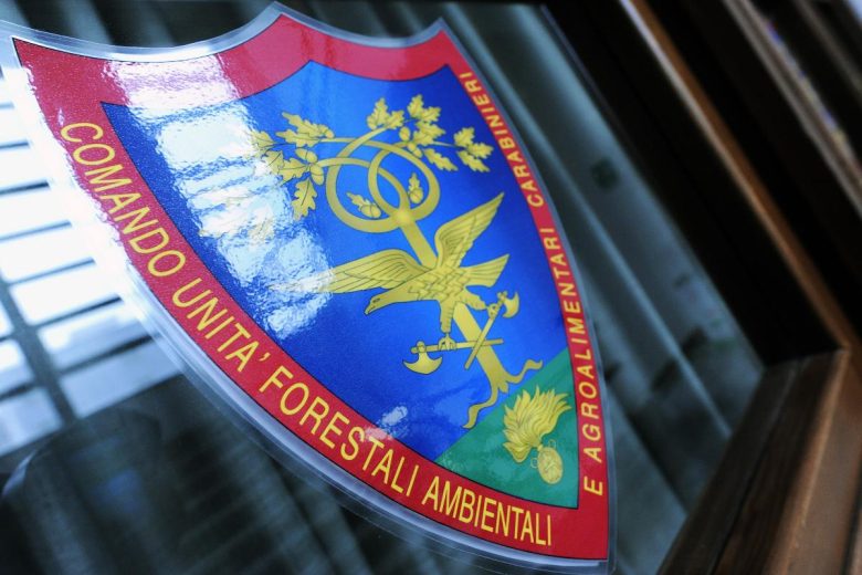 Concorso per aspiranti Forestali dell’Arma, arriva il bando: ecco i requisiti e come partecipare
