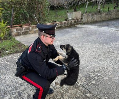 Cucciolo di cane ferito si aggirava lungo la statale, salvato dai carabinieri nel Palermitano