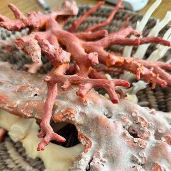 Ambiente, il corallo come ponte tra Italia e Tunisia: a Torre del Greco workshop su filiera