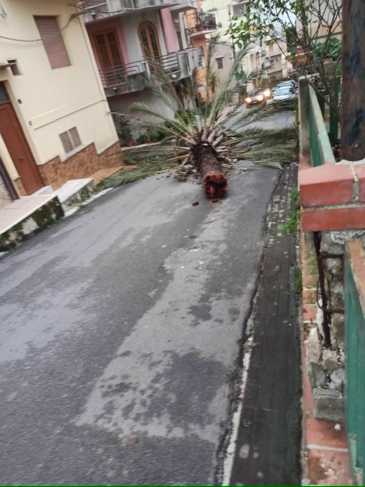 Giardinello, albero caduto - FB, pagina sindaco De Luca