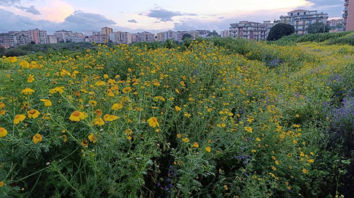 “Solo una visione antiquata e ottusa può pensare di destinare gli orti di Cibali a progetti edilizi”