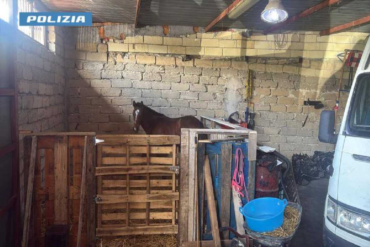 In garage auto rubate e un cavallo, tre denunce nel Siracusano 