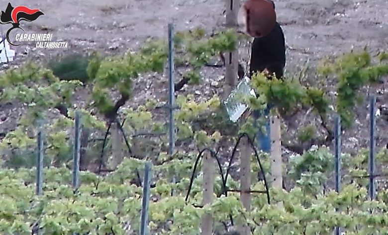 VIDEO | Caltanissetta, coltivazione e spaccio di marijuana: 10 arresti