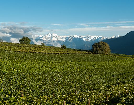 Cantina Girlan presenta il nuovo “Piz Rosé Pinot Noir 2025″